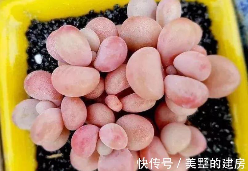 土壤|多肉状态为啥差别甚大,别家的肥美又鲜亮?被这3个原因耽误了