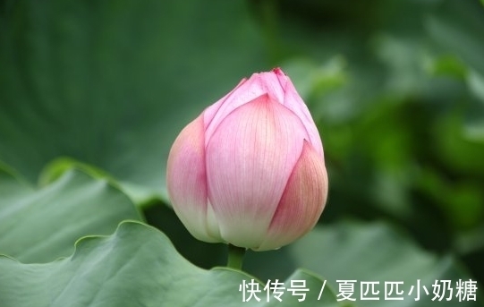 顺心|到了年底，4属相桃花朵朵开，喜事自然来，生活顺心如意