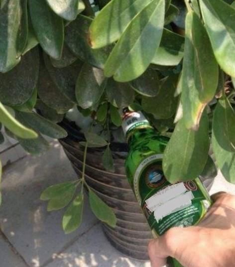 生根|全民养花季,教你6个“养花绝招”,杀害虫促发芽,扦插生根快