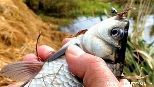 效果|冬季野钓大鲫鱼,这些民间钓法看着很土,但是效果一流!