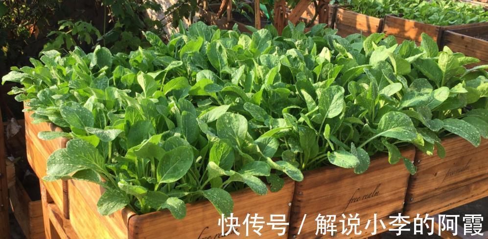 植物花盆选用有讲究,用错花盆植物寿命会减短