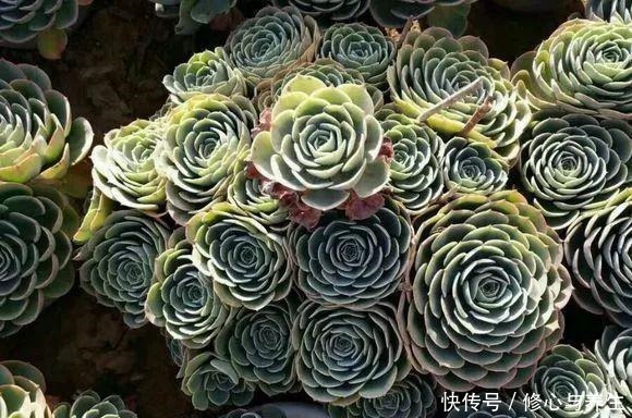 夏天|5种多肉“不好养”,新手不敢碰,老手养不好,看看你家有没有!