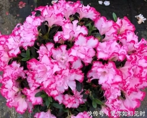 4种花花朵大、颜色艳，一年四季开花不断，花苞轻松开满枝