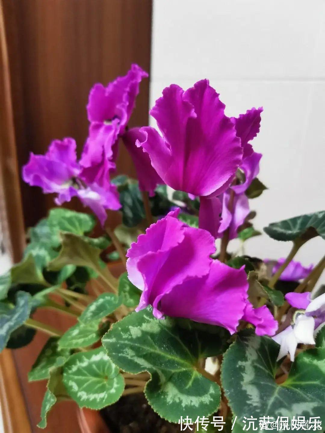 大岩桐|君子兰千万别喷水,一喷水就烂叶,3天就要死翘翘!