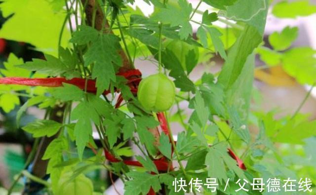 口腔炎|对于不懂的人来说,只会把它当野草,其实它是一种,能治病的良药