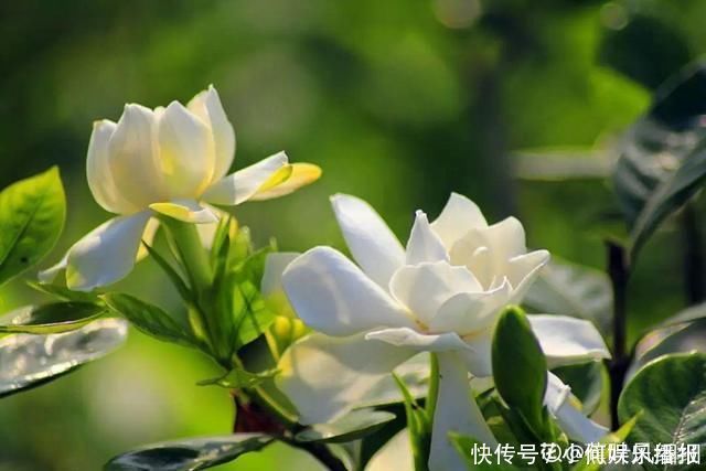 公认难养的20种花,养一盆死一盆,下次还敢买