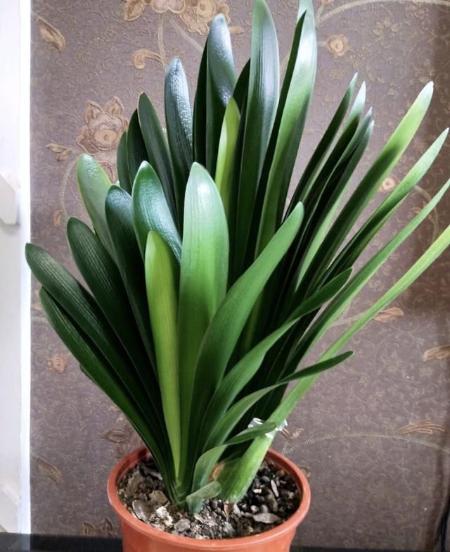 肥料|养君子兰,用上2种肥料,养根又养叶,不花钱就能养爆盆