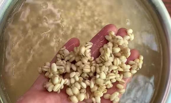 凉白开|三伏天少喝可乐多吃它，蒸熟加一物发酵两天，泡水喝，解渴又消暑