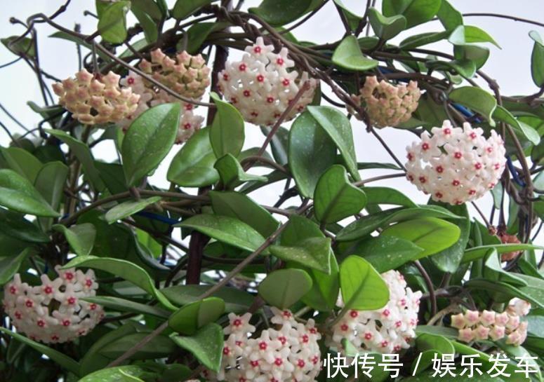 北阳|适合北阳台的网红花,耐阴皮实又勤花,开一朵香飘满屋,美极了