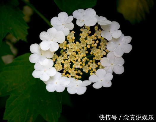 琼花不能“惯着来”,一个“小动作”,花苞成团冒,花朵变成球
