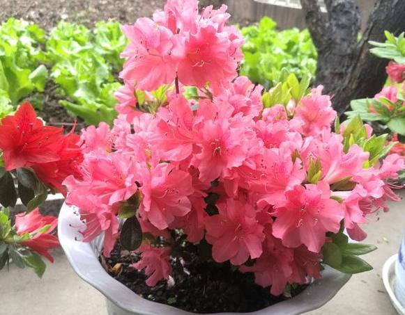 茶花盆栽四季杜鹃，注意3点，枝繁叶茂、花团锦簇、病虫害少