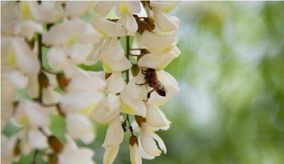 便血|得了痔疮不要怕,菠菜加它这样吃,消肉球,止便血,赶走老痔疮