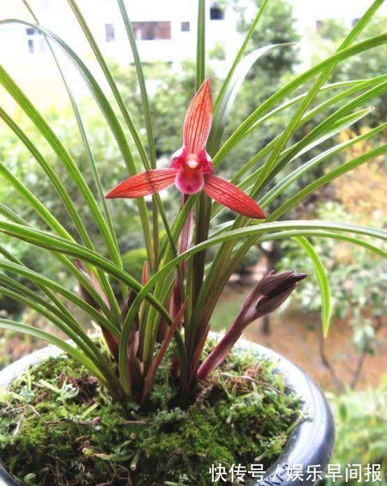 这款兰花真不错,建议花友们入手一盆,香气浓郁,花色艳丽