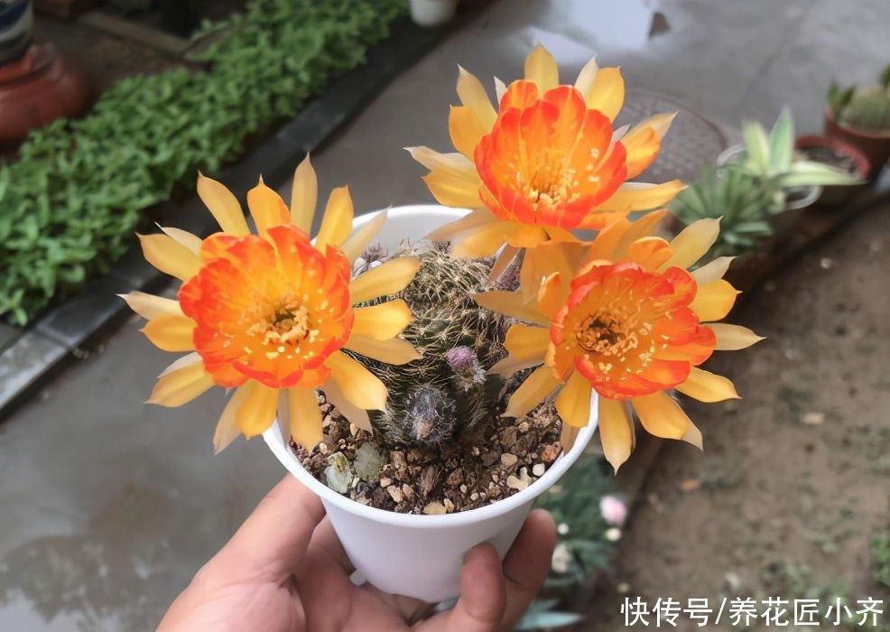 施肥|仙人球夏季为什么不开花？看看这3点，彻底做对了，才能开花不停