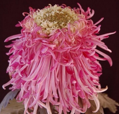 喜欢菊花，不如养盆“菊中珍品”紫燕新妆，似燕舞飘垂，绚丽典雅