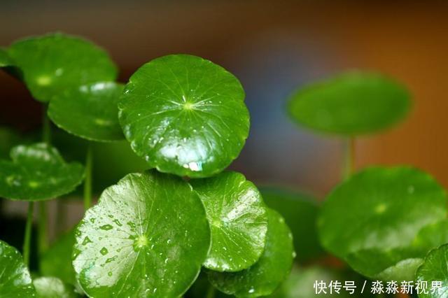 茎干|铜钱草爱长个,却“没型”!2个方法好解决,叶片圆滚滚更好看