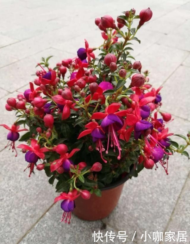 种花|花市里最容易被吐槽的3种花,听后我都不敢买了