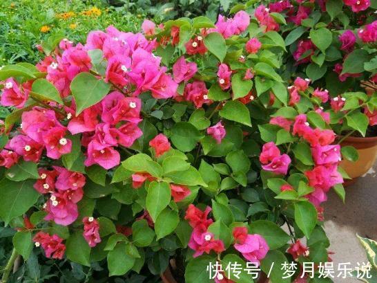 钾肥|什么羊粪、淘米水都不如“1勺粉末”,浇水加一点,25天吐花苞