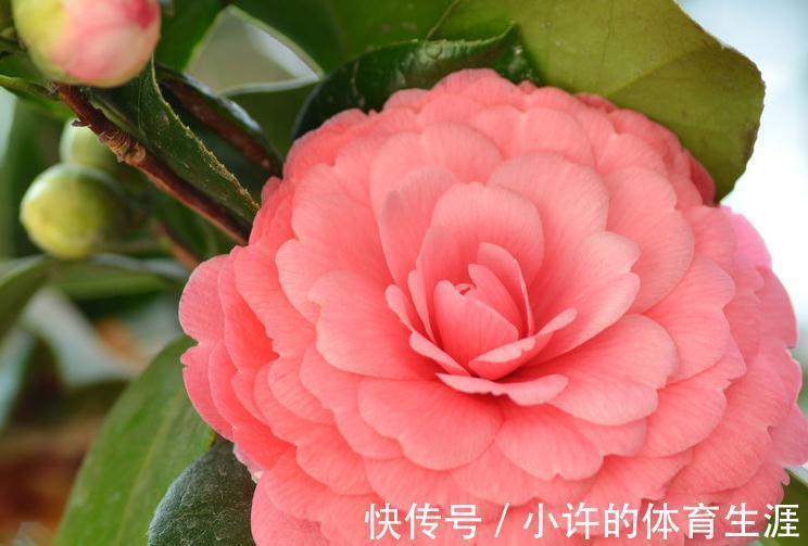 茶花秋季这样养,叶子油绿长得旺,花苞多的放不下