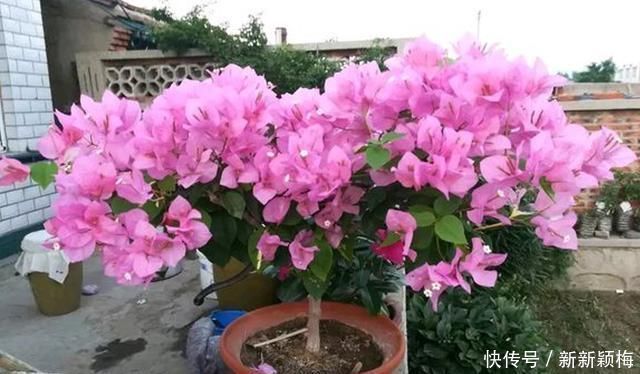 太阳花|6种花不能长太高,长高就得剪,因为越矮开花越多,越矮越漂亮