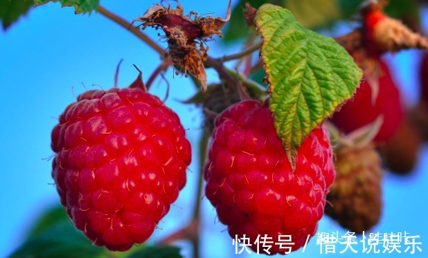 巴氏杆菌|农村这种水果,拿城里能卖50块钱一斤,全身都是宝!你吃过吗