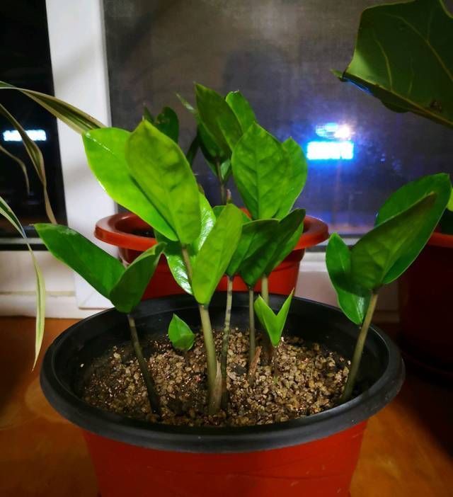 透水|金钱树的盆土干了以后浇透水一样的黄叶掉叶,金钱树该怎么浇水