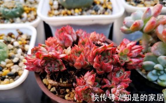 养多肉有妙招，叶子不发黄不烂根得此样做