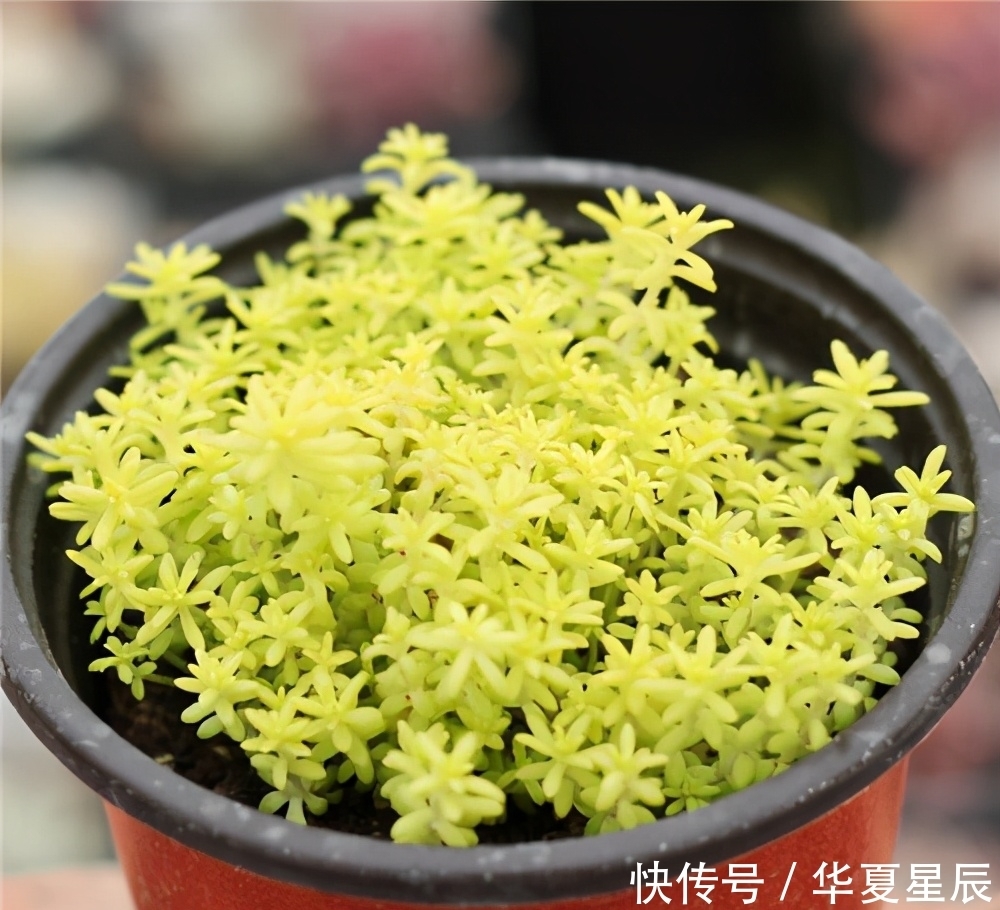 5种黄色系多肉，如玉般澄澈，颜色很独特，散发别样的美