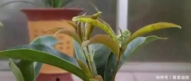 家养桂花出“贵子”,教你用“1根”枝条,30天养成桂花盆栽!