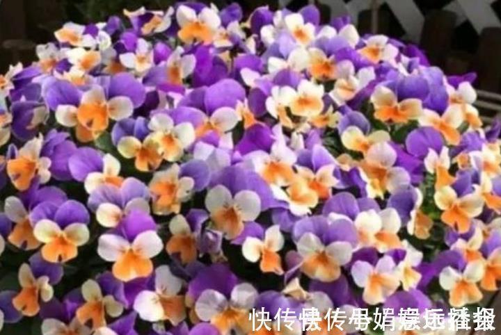 土壤|4种花很好养，耐热耐晒更耐旱，养一盆一年四季都在开！