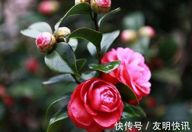 养花技巧醋、橘子皮、小苏打用来养花,好处多!