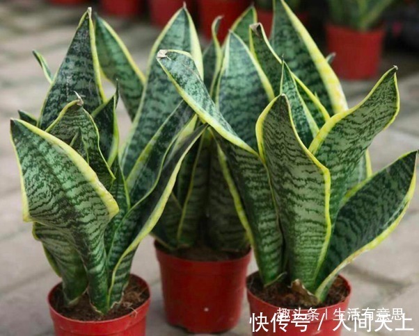 聚气|此种花不管多丑也要养,旺宅聚气还是杀细菌的小帮手,对身体好