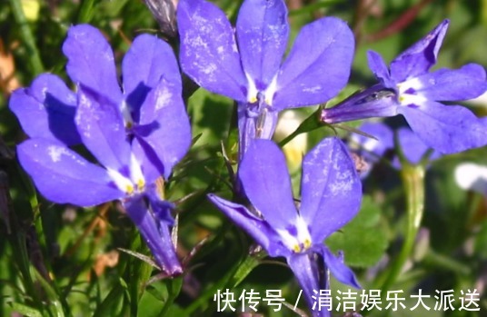 发财树|推荐5种夏天常见的花草,越晒长得越好,开花多又香