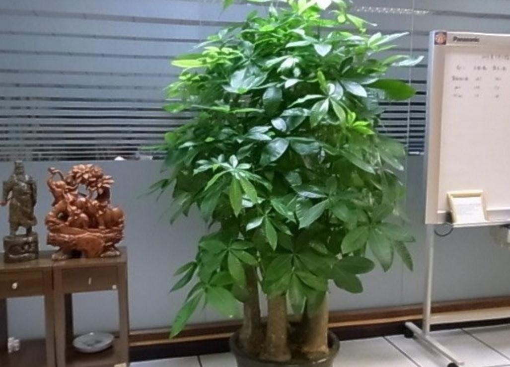 17大吉祥花,客厅有空间一定要养上一盆,好看又好养,养人又旺家