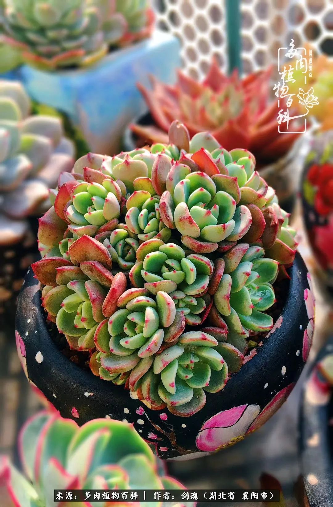 花盆|当美丽的多肉邂逅漂亮的手绘花盆,会是怎样的一种美