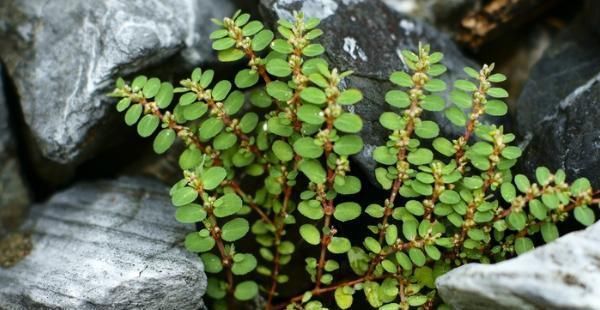 农村|农村这种野草随处可见,人称“血见愁”,价值很珍贵,拔1棵少1棵