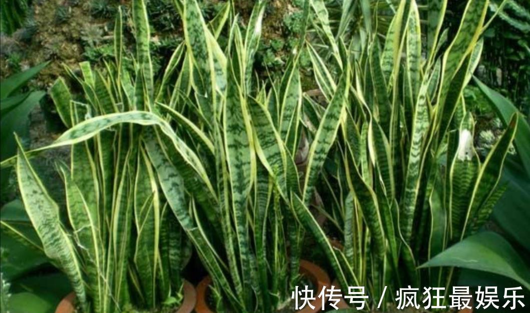 养虎皮兰不用施肥,教你2个方法,让它长得枝叶繁茂