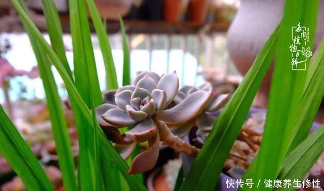 冬季,属于多肉的季节!养多肉的你喜欢冬天吗!