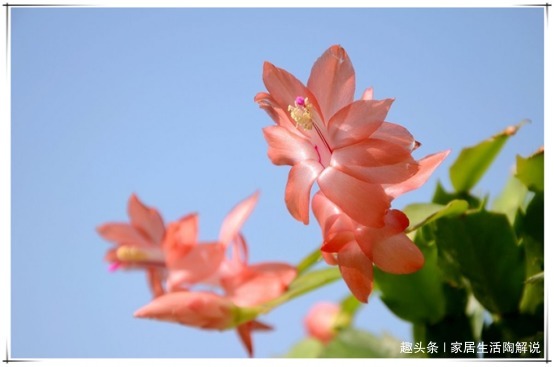 蟹爪兰“花困难户”花匠教你正确养护方法,蟹爪兰花开“爆盆”