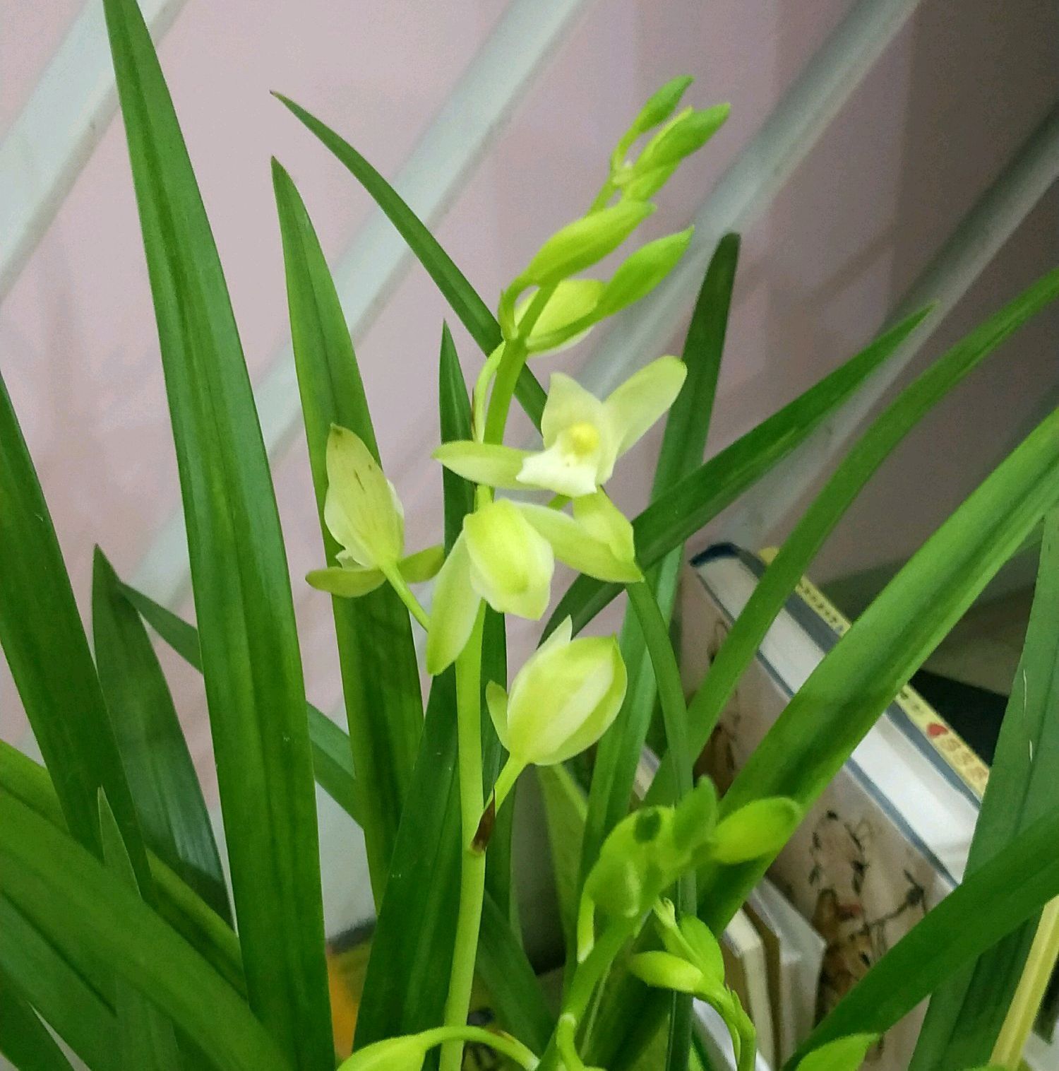 请给兰花一点尊重，把兰花养成这样良心不会痛吗快做到3点