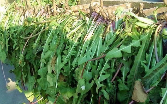蒲公英是个宝,根、叶、花功效各不同,泡水喝会有以下4个好变化