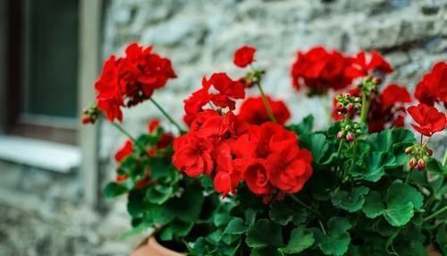 家庭养花,长了花苞不开花?教你2招,养15天花团锦簇!