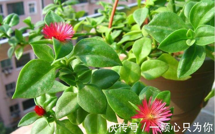 养花试试这几款,一个比一个漂亮,颜值高,好打理