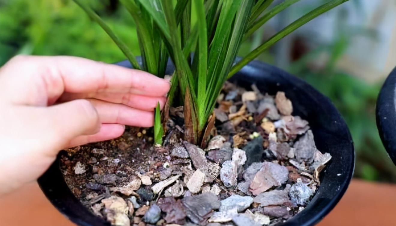 兰花苗弱不长芽?教你3招,老苗变强壮,新苗冒出来