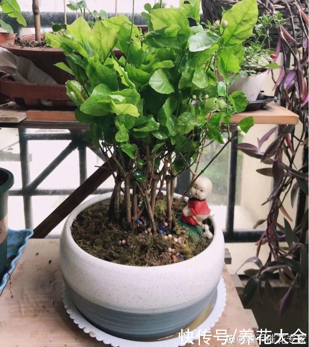 月季|8种花，现在快施肥，秋天开出满树花