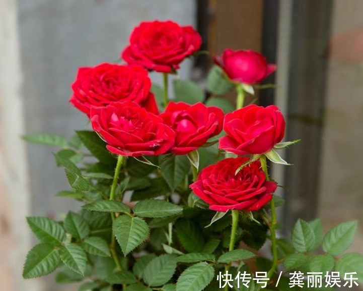 超好养的“4种花”,越不浇水越爆盆,新手懒人都喜欢,开花漂亮