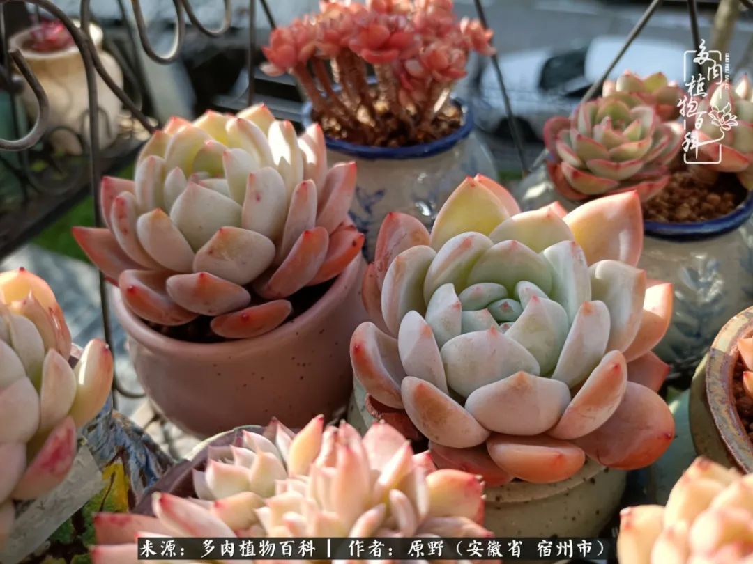 揭秘那些干净又温暖的多肉照片从哪里来