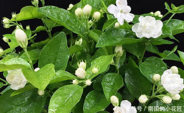 分化|茉莉花马上就要进入花期,学会几个养护技巧,枝繁叶茂花开爆盆