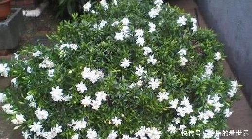 5种盆栽花卉,比香水还香,家里养1盆空气清新,太香了