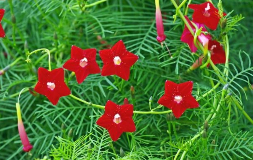 4种花最适合养家里，花朵硕大开花美，花香四溢飘满屋，美
